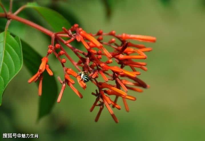 包含光明队快攻连连，突破对手防线的词条